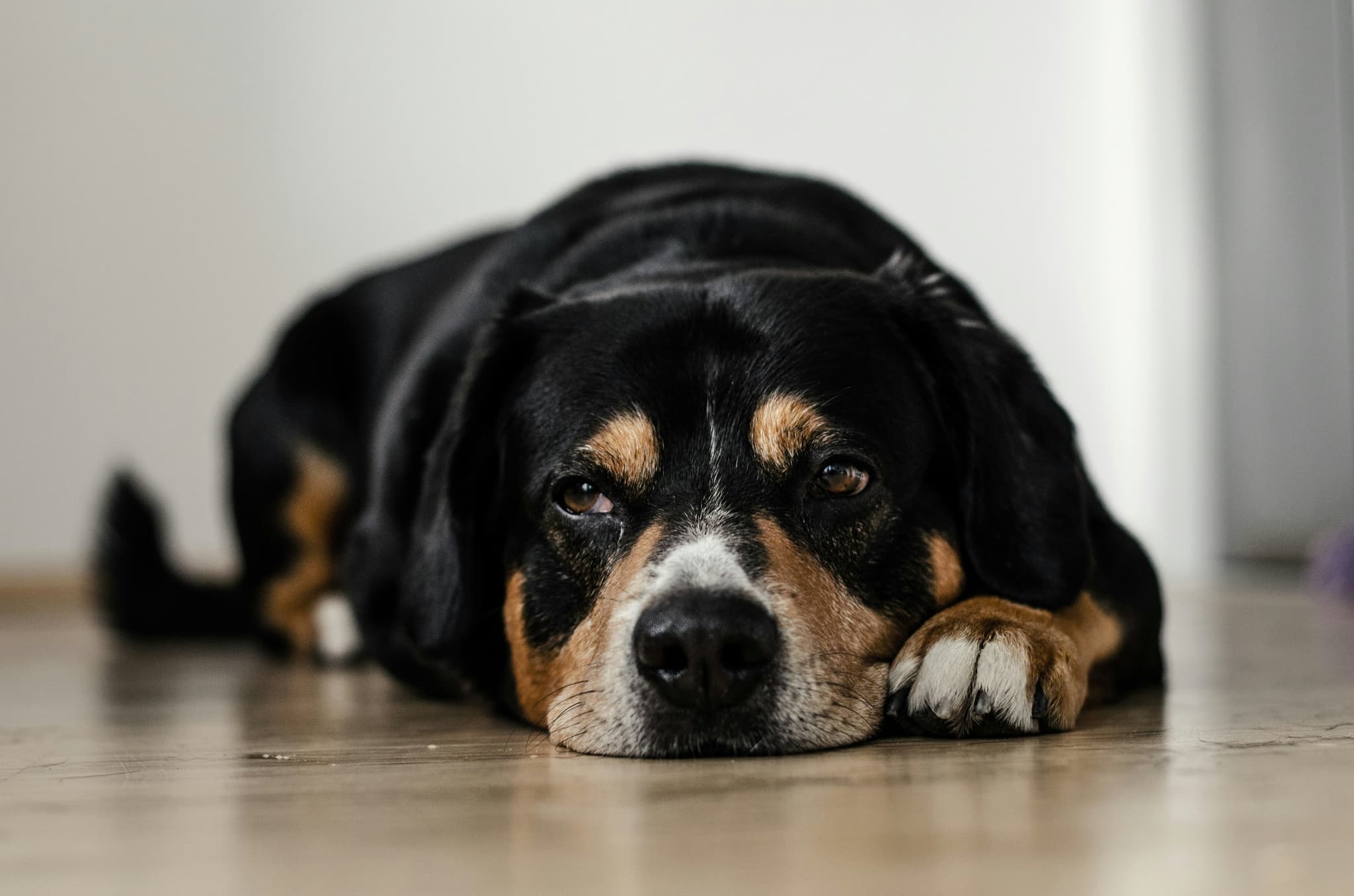 7 Signs Your Pet Needs an Emergency Vet Tonight